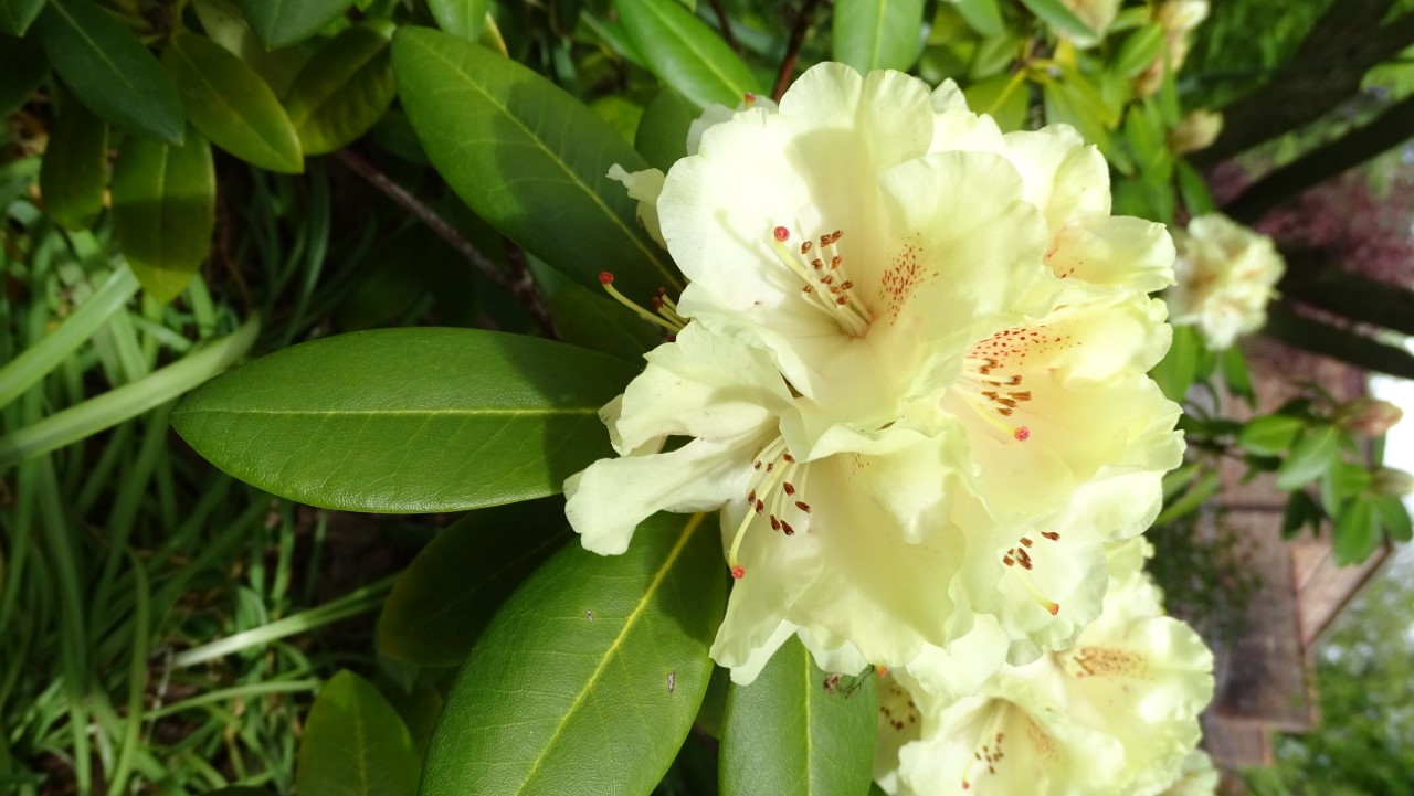 'Bohlken's Juditha'